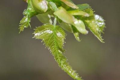 Tilia platyphyllos 'Laciniata' - lípa velkolistá 'Laciniata'- jarní listy